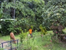 Sri Lanka, Province du Sud, district Galle, Halpathota - Baddegama, Huma Terra, ecolodges