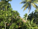Sri Lanka, Province du Sud, district Galle, Halpathota - Baddegama, Huma Terra, ecolodges